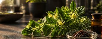 Sceletium tortuosum: From Plant Name to Tablet Label